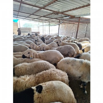 Adaklık  Kurban (canlı) 40–45 kg adak kurbanı