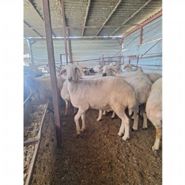 Adaklık  Kurban (canlı)