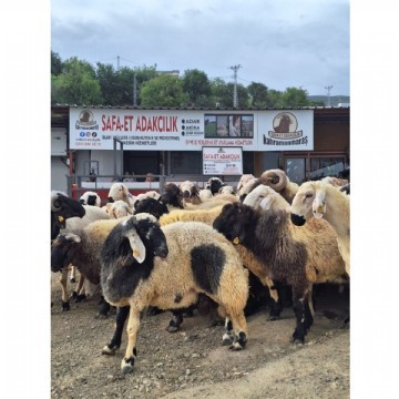 Adaklık  Kurban (canlı)