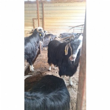 Adaklık  Kurban (canlı)