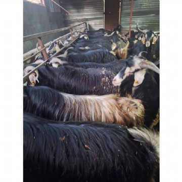 Adaklık  Kurban (canlı)