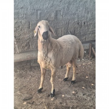 Adaklık  Kurban (canlı)